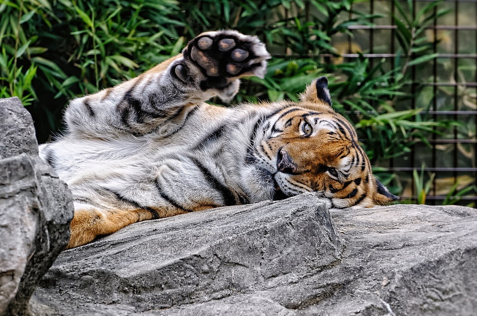 tiger lying on grey stone HD wallpaper