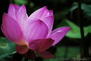 pink flower Photography
