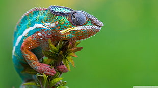 multicolored chameleon, nature, animals, reptiles, chameleons HD wallpaper