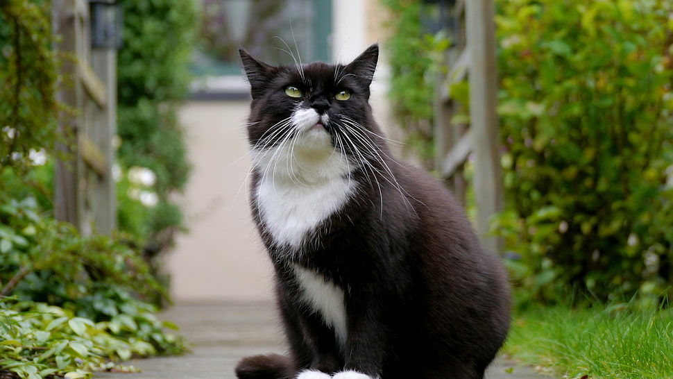 Tuxedo Cat HD wallpaper