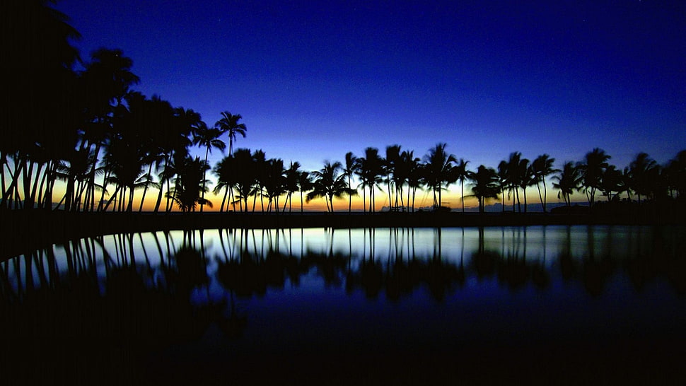 silhouette of ocean with trees HD wallpaper