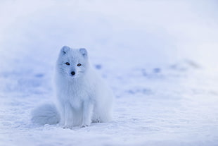 white fox on snow field close up focus photo