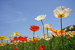 yellow, red and white Poppy flower field during daytime HD wallpaper
