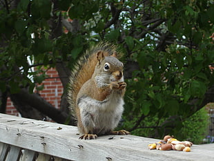 brown and white squirrel eating nuts on wood railings during daytime, red squirrel