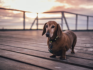 adult red smooth dachshund