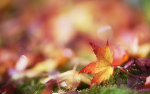 Autumn,  Leaves,  Bokeh,  Blur