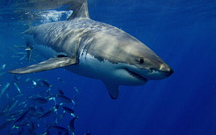 great white shark, shark, fish, animals