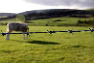 selective focus photography of gray barbed wire