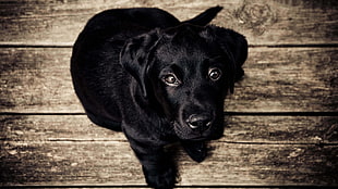 short-coated black puppy, dog, Labrador Retriever, black, puppies