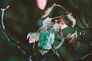 green leaf plant, Foliage, Autumn, Dry HD wallpaper