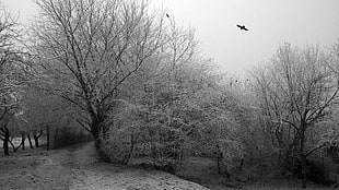 grayscale of bare tree, winter, cold, dark, birds