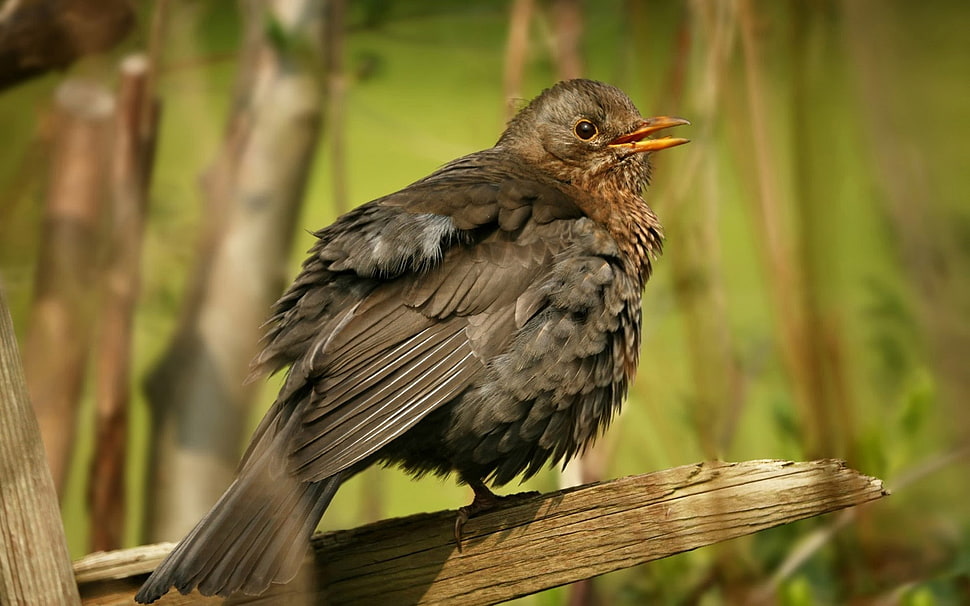 focus photography of Clay thrush HD wallpaper