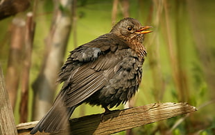 focus photography of Clay thrush