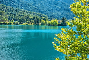 trees and body of water view HD wallpaper