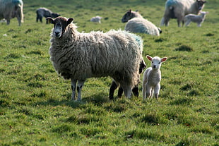 beige sheep near baby sheep on grass HD wallpaper