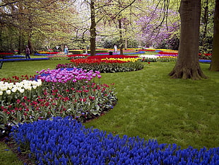 bed of assorted color tulips surrounded by trees