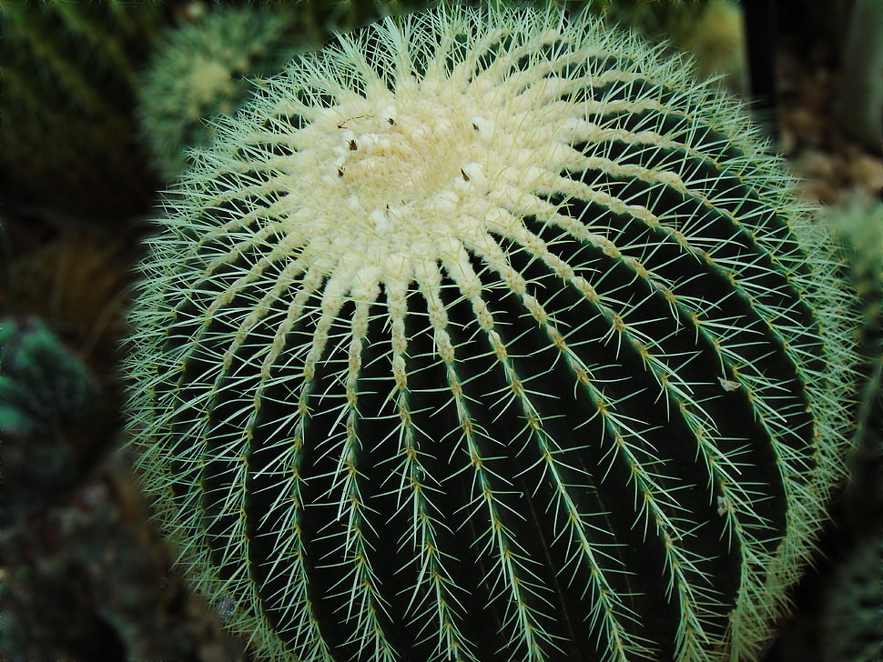 white and green cactus plant HD wallpaper