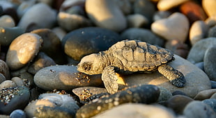 brown turtle on black stones