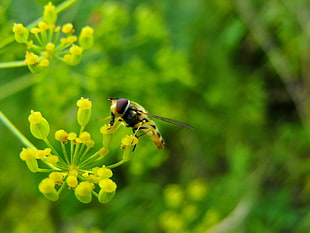 yellow Hoverfly perched on yellow flower