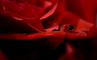 red rose, model, rose, plants, closeup HD wallpaper