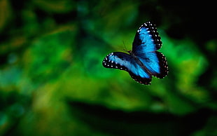 close-up photo of blue and black butterfly