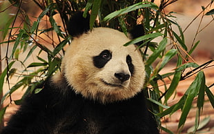 white and black panda, animals, panda