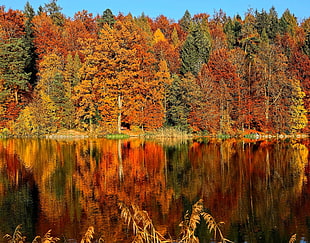aspen trees, Trees, Autumn, River HD wallpaper