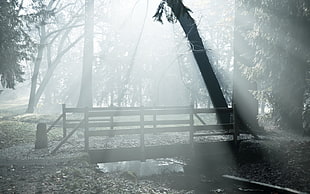Black and white photo of wooden bridge in the forest