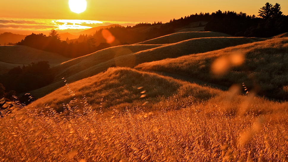 field HD wallpaper