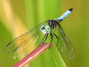 blue dragonfly perched on green leaf