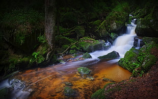 body of water between forest, nature, landscape, moss, ferns HD wallpaper