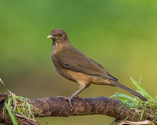Clay Thrush perching on brown root of tree, costa rica