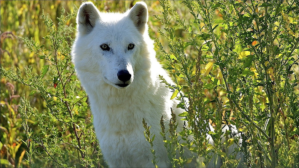 white coated fox HD wallpaper