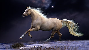 brown horse running HD wallpaper