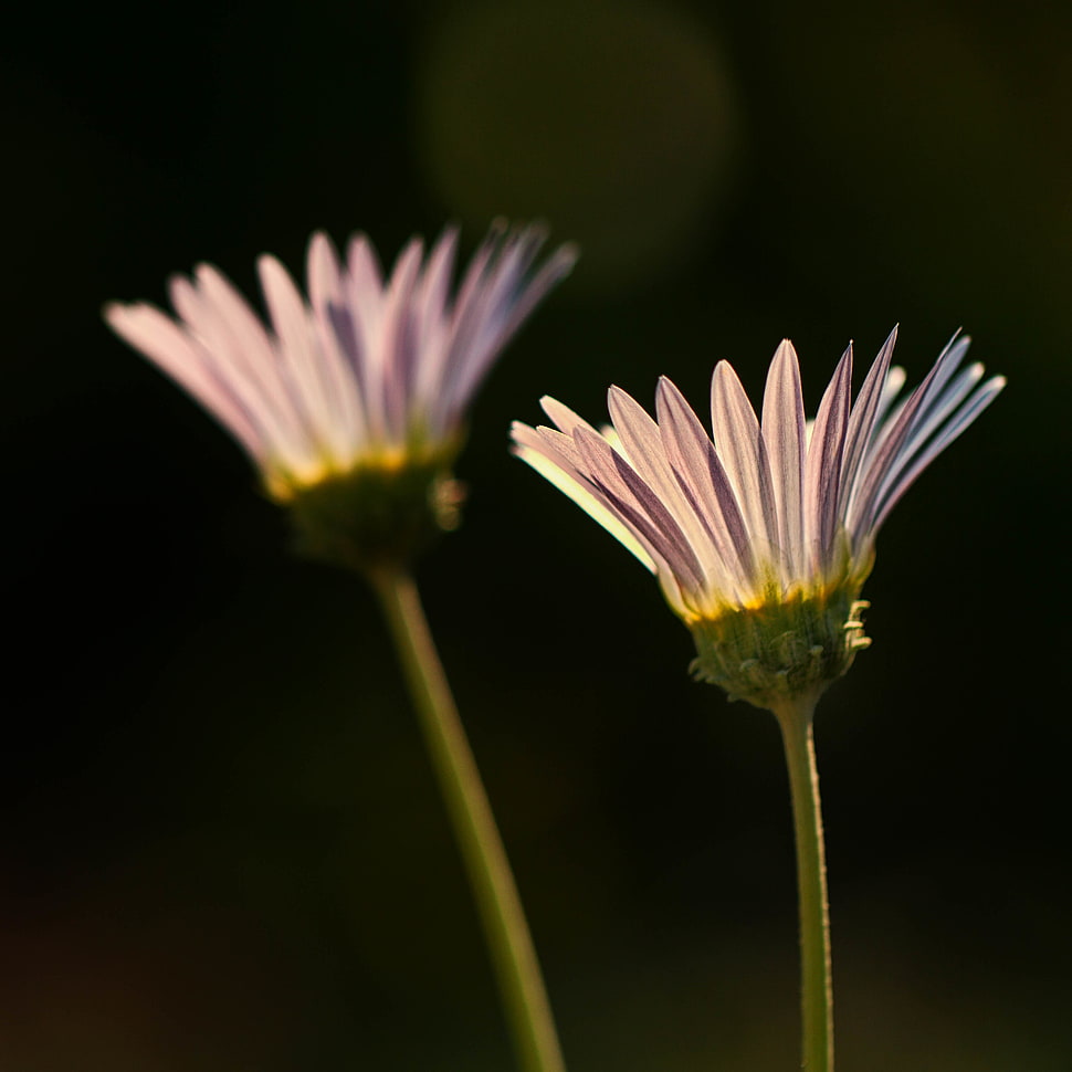 selective focus photography of purple petaled flowers, daisy HD wallpaper