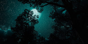 trees during nighttime digital wallpaper, video games, The Witcher 3: Wild Hunt