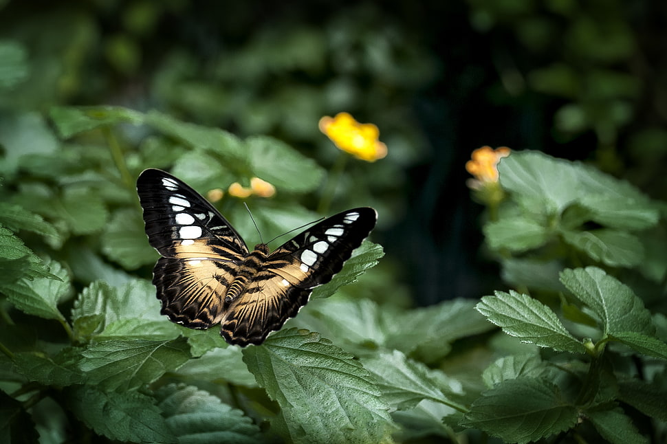 closeup photography of black and yellow butterfly on green leaf HD wallpaper