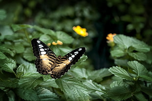 closeup photography of black and yellow butterfly on green leaf HD wallpaper