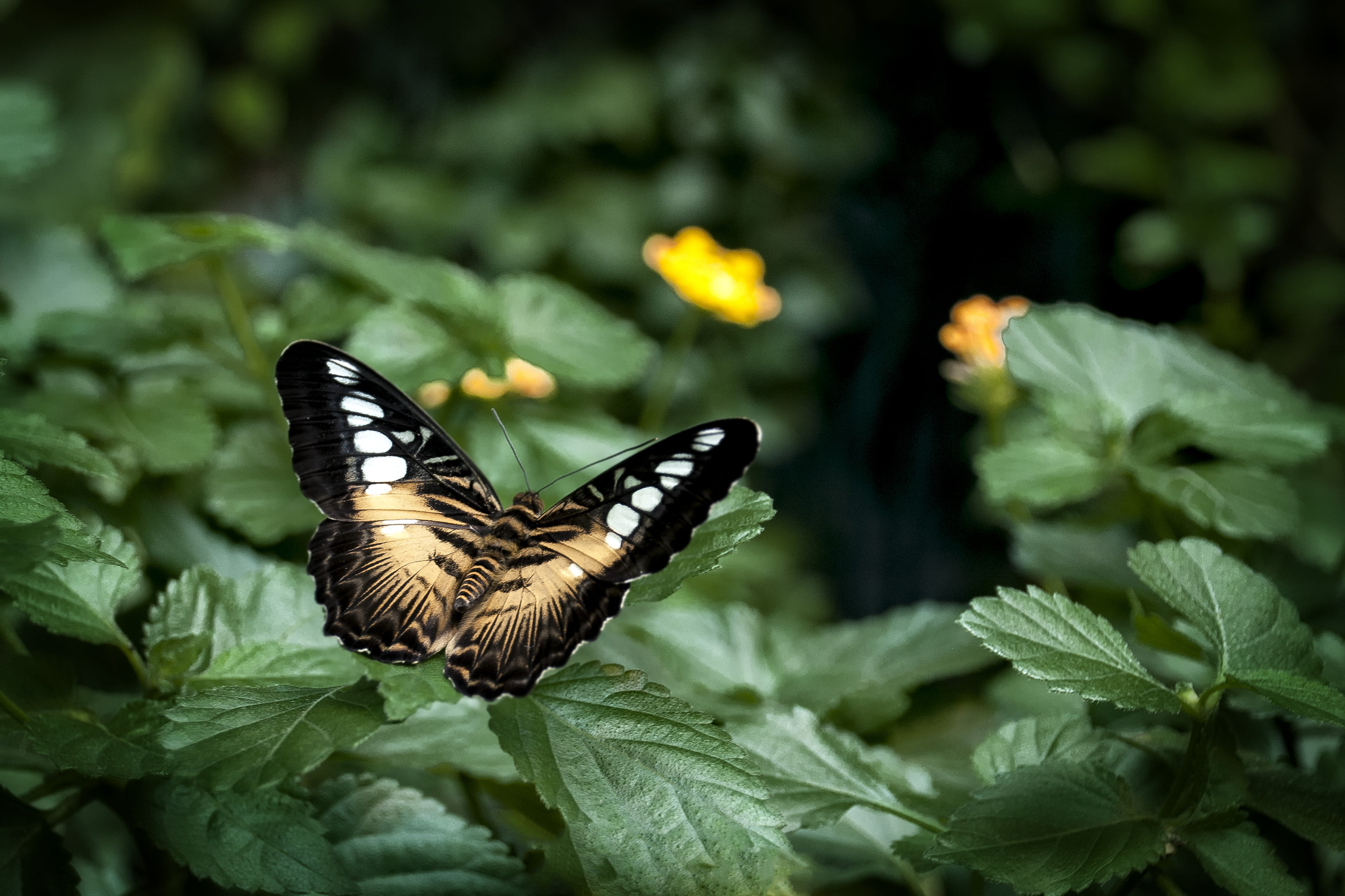 closeup photography of black and yellow butterfly on green leaf