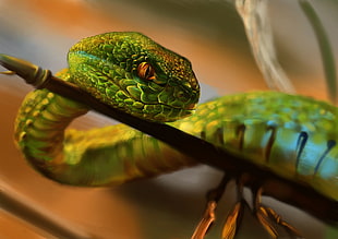 green snake, animals, snake