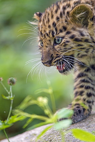 Bengal Cat photography, leopard