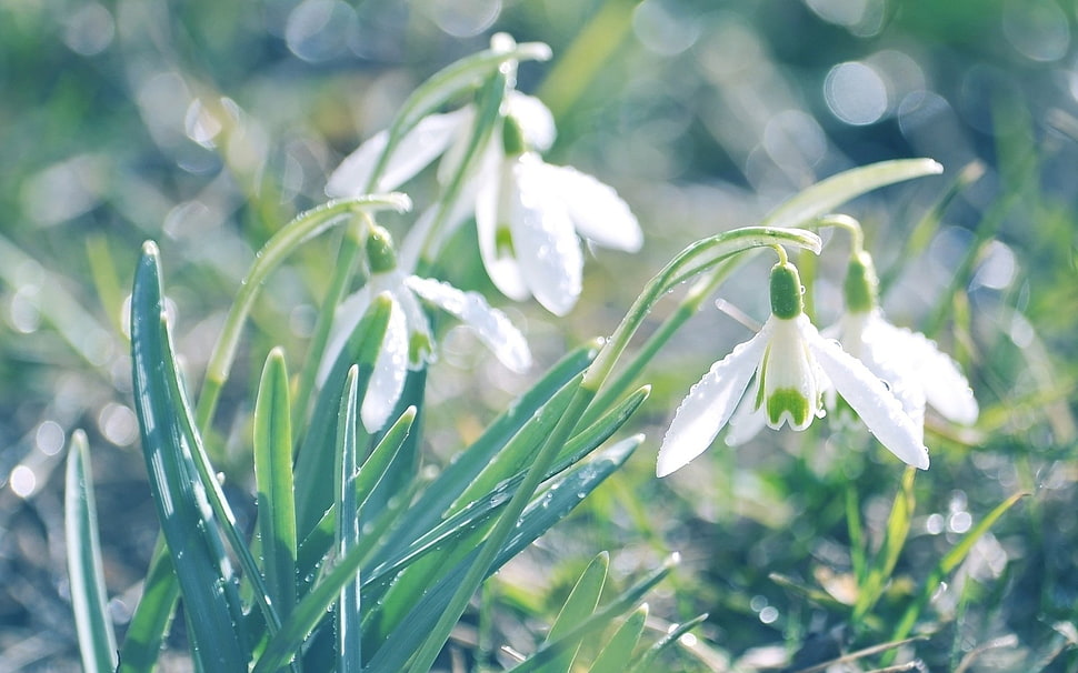white snow drops flowers HD wallpaper