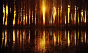 sunlight, reflection, water, trees HD wallpaper
