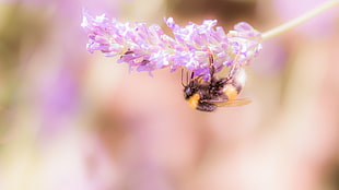 brown bee perched on white and pink flower
