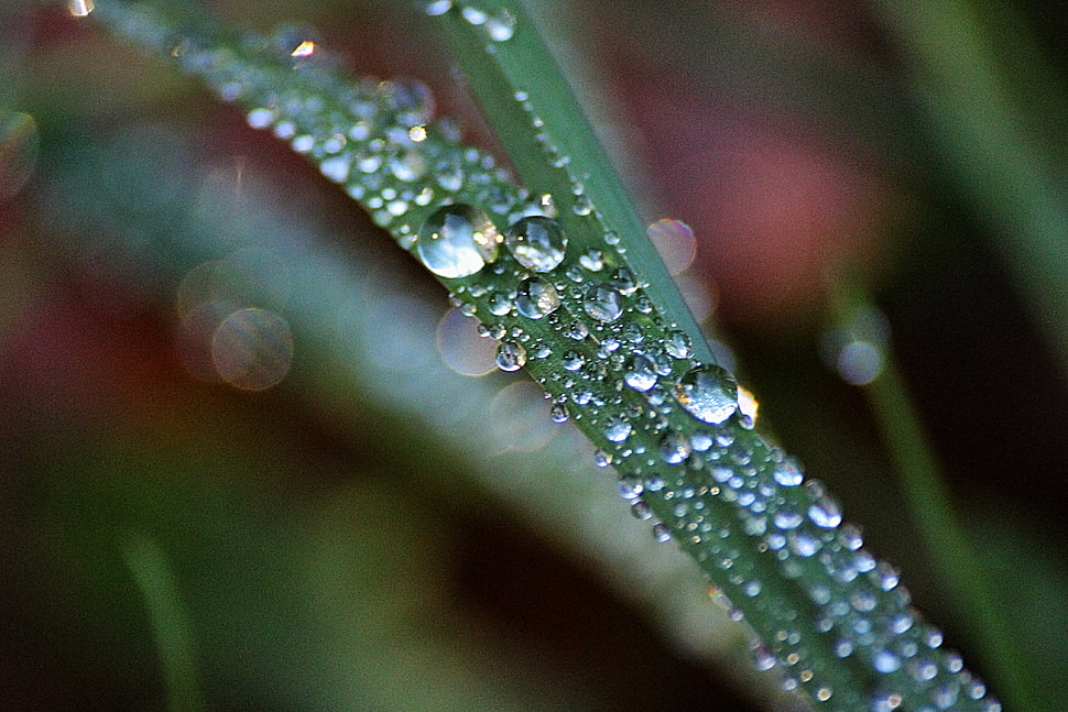 green leaf with droplets at daytime HD wallpaper