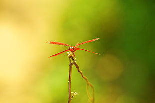 red dragonfly in macro shot photography HD wallpaper