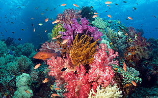 coral reef lot, anime, landscape, coral, animals HD wallpaper