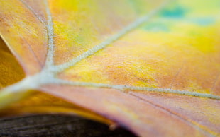 micro photography of multicolored leaf