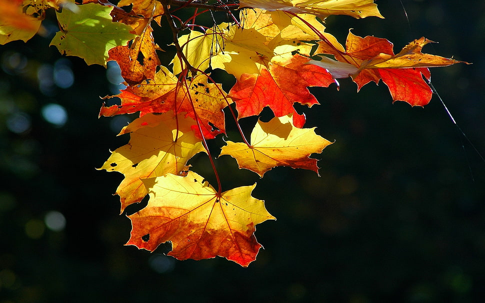 high angle photography of brown maple leafs HD wallpaper