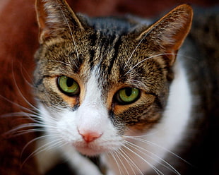 selective focus photography of a calico cat